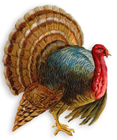 Turkey bird PNG