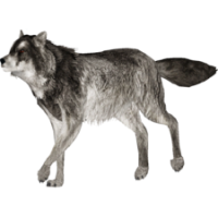 Wolf PNG