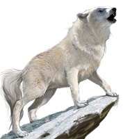 Wolf PNG