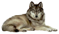 Wolf PNG