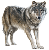 Wolf PNG