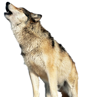 Wolf PNG