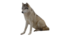 wolf png image, picture, download