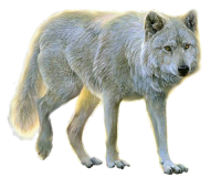 wolf png image, picture, download