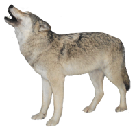 black wolf png image, picture, download