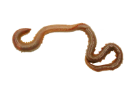 earthworm worm PNG