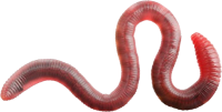 earthworm worm PNG