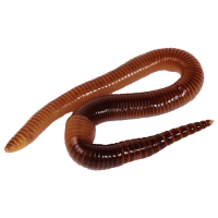 earthworm worm PNG