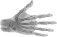 X-rays PNG