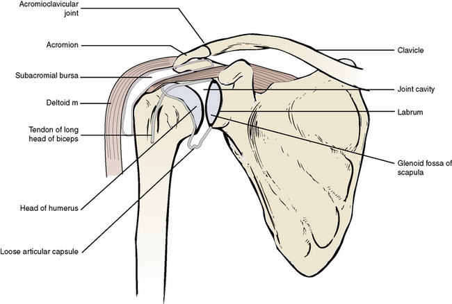 9: The Upper Limb | Pocket Dentistry