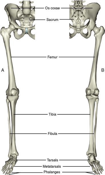 10: The Lower Limb | Pocket Dentistry