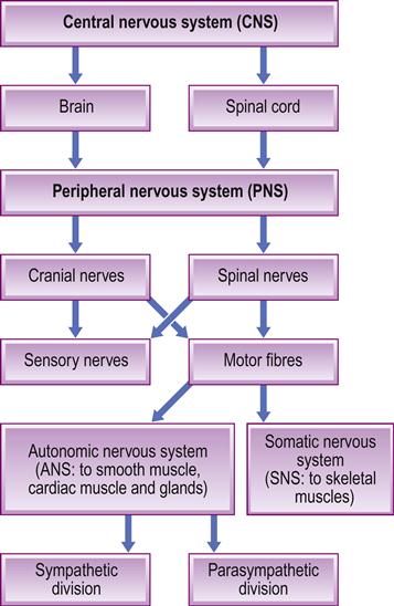 13. Neurology | Pocket Dentistry