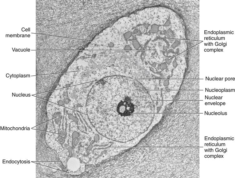 Plant Cell Diagram Electron Microscope The Greatest G - vrogue.co