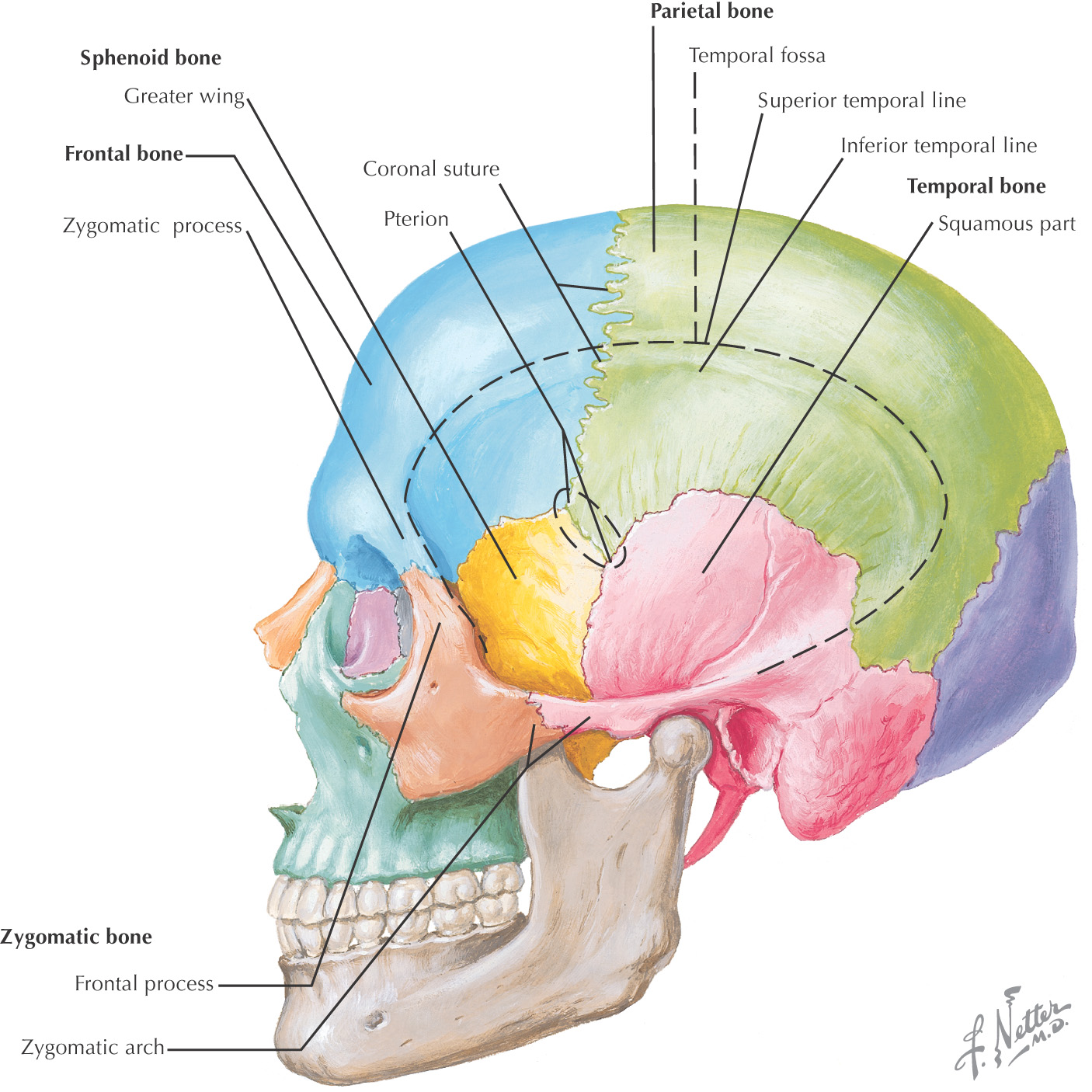 Albums 95+ Images Orbital Surface Of Greater Wing Of Sphenoid Bone ...