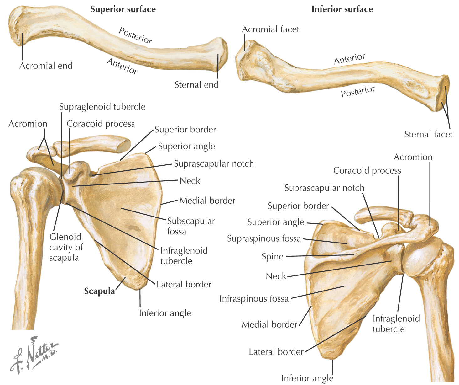 Anatomy Of Upper Limb Bones | Images and Photos finder