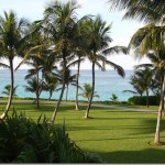 a palm trees on a lawn