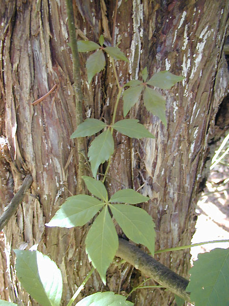 Poison Ivy Vine Picture : File:old Poison Ivy Vine.jpg | Digimauseli ...