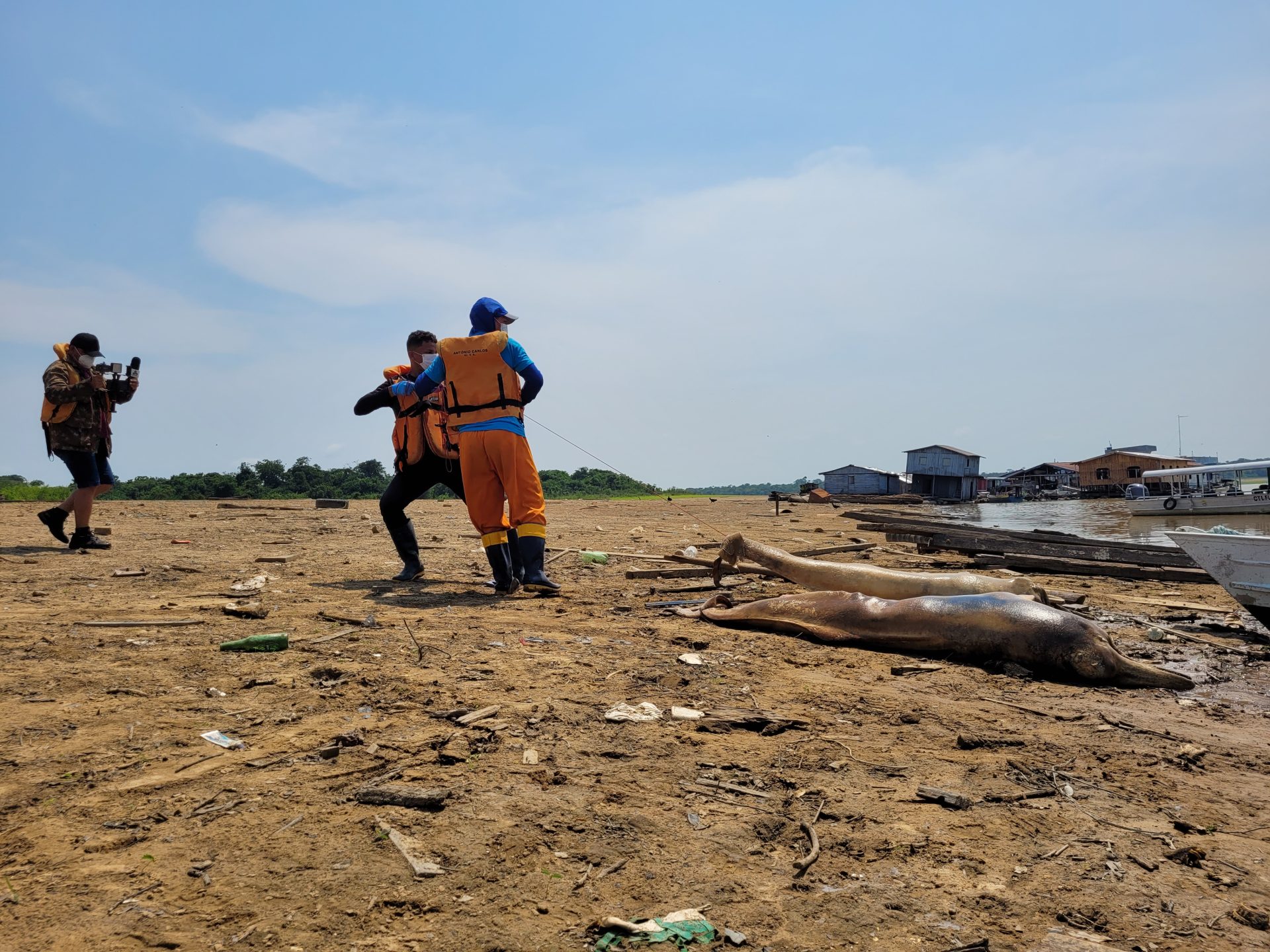 Carcaças de dois botos são encontradas no Lago Tefé, no AM