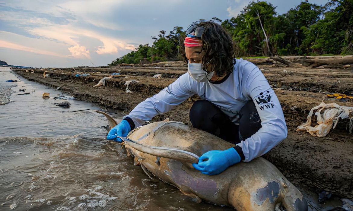 As atividades neste momento são concentradas no resgate e reabilitação dos botos vivos, recolhimento e necropsia das carcaças - Foto: Miguel Monteiro/ Instituto Mamirauá