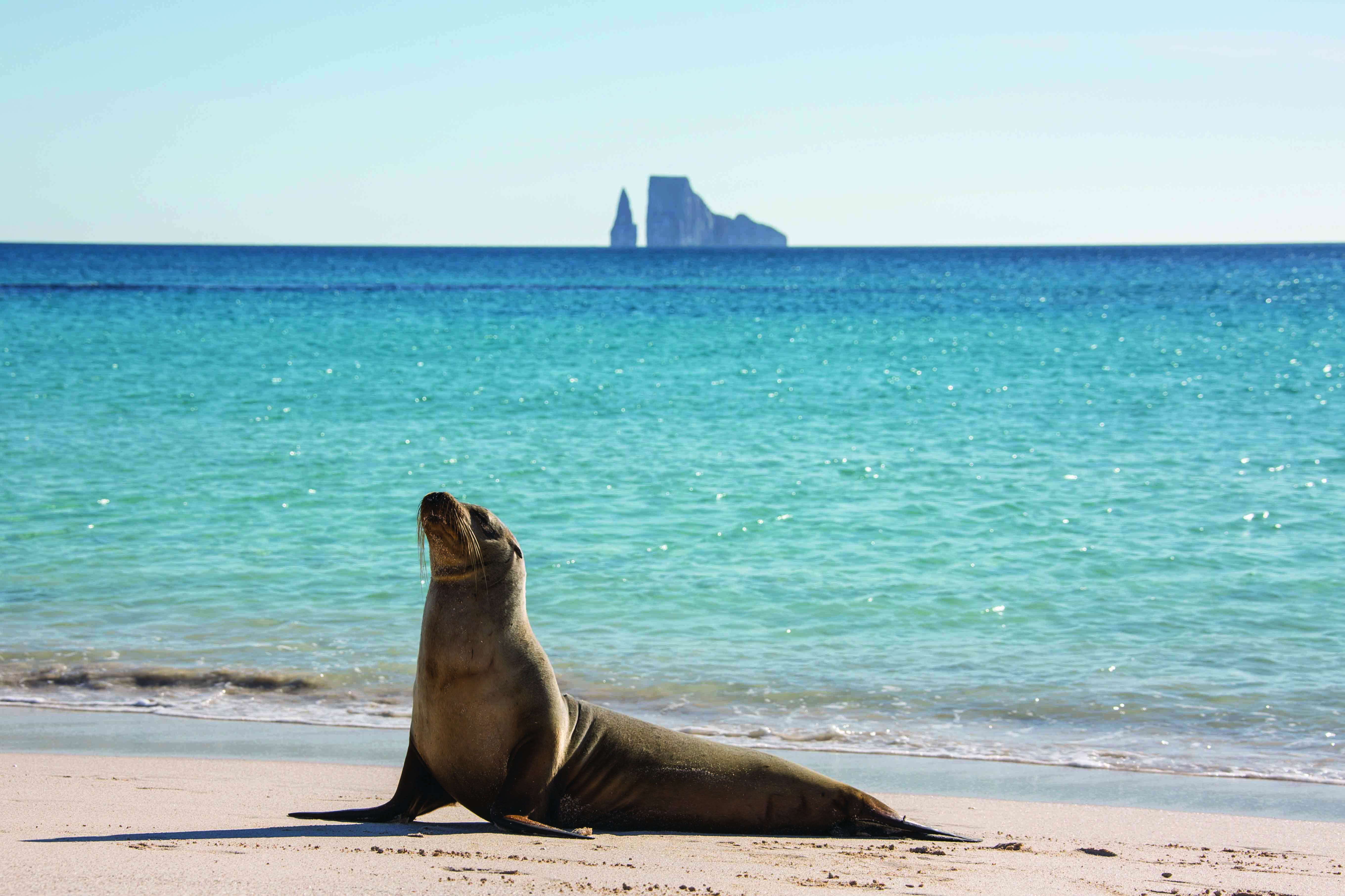 Galapagos Sea Lion