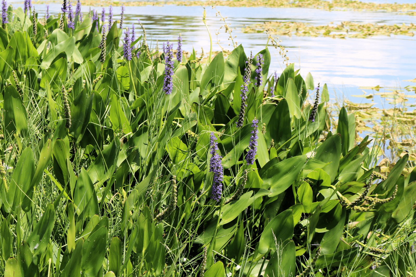 15 Water Plants For Ponds And Tips For Growing Them