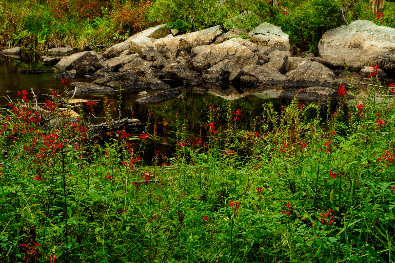 Cardinal Flower