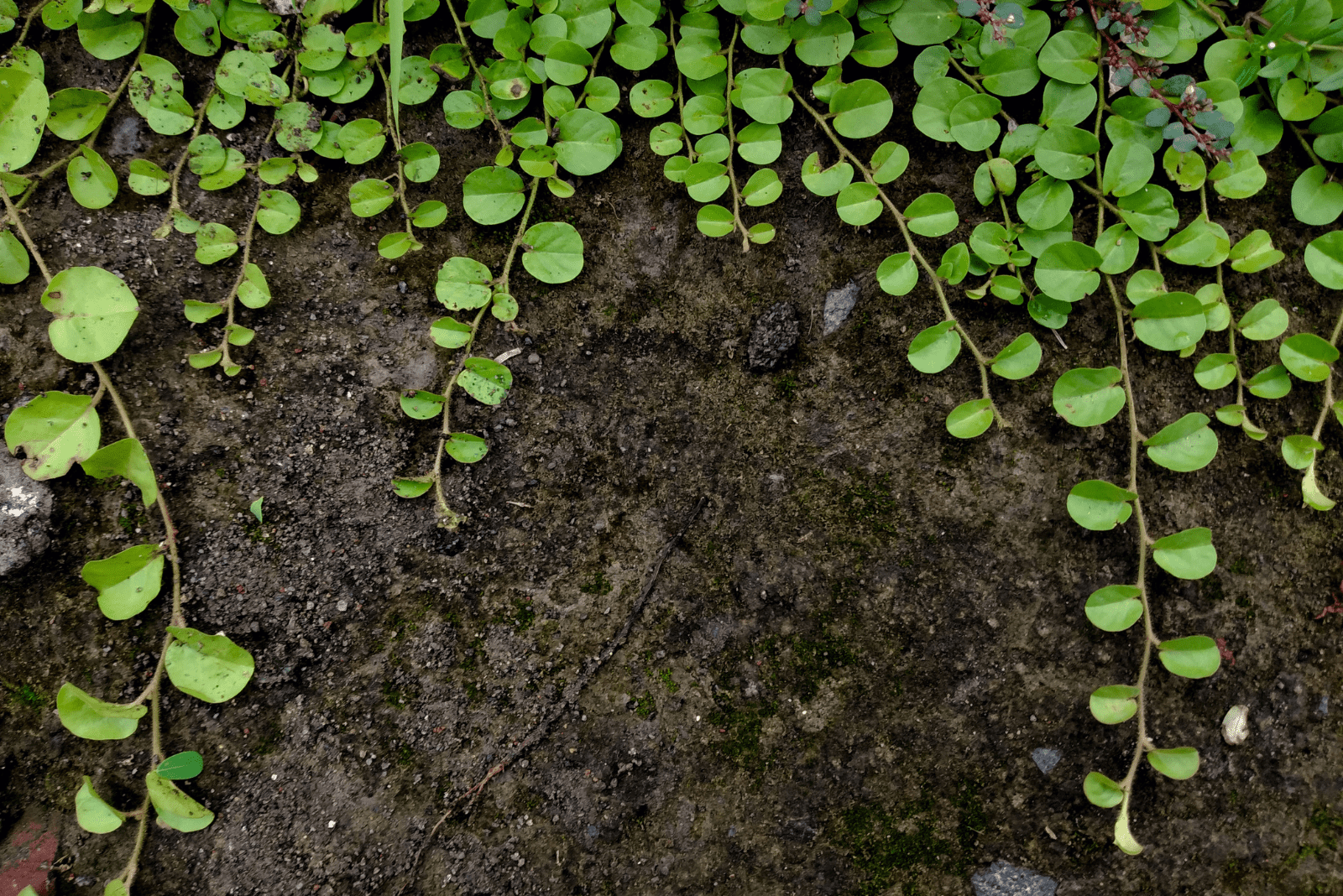 Creeping Jenny