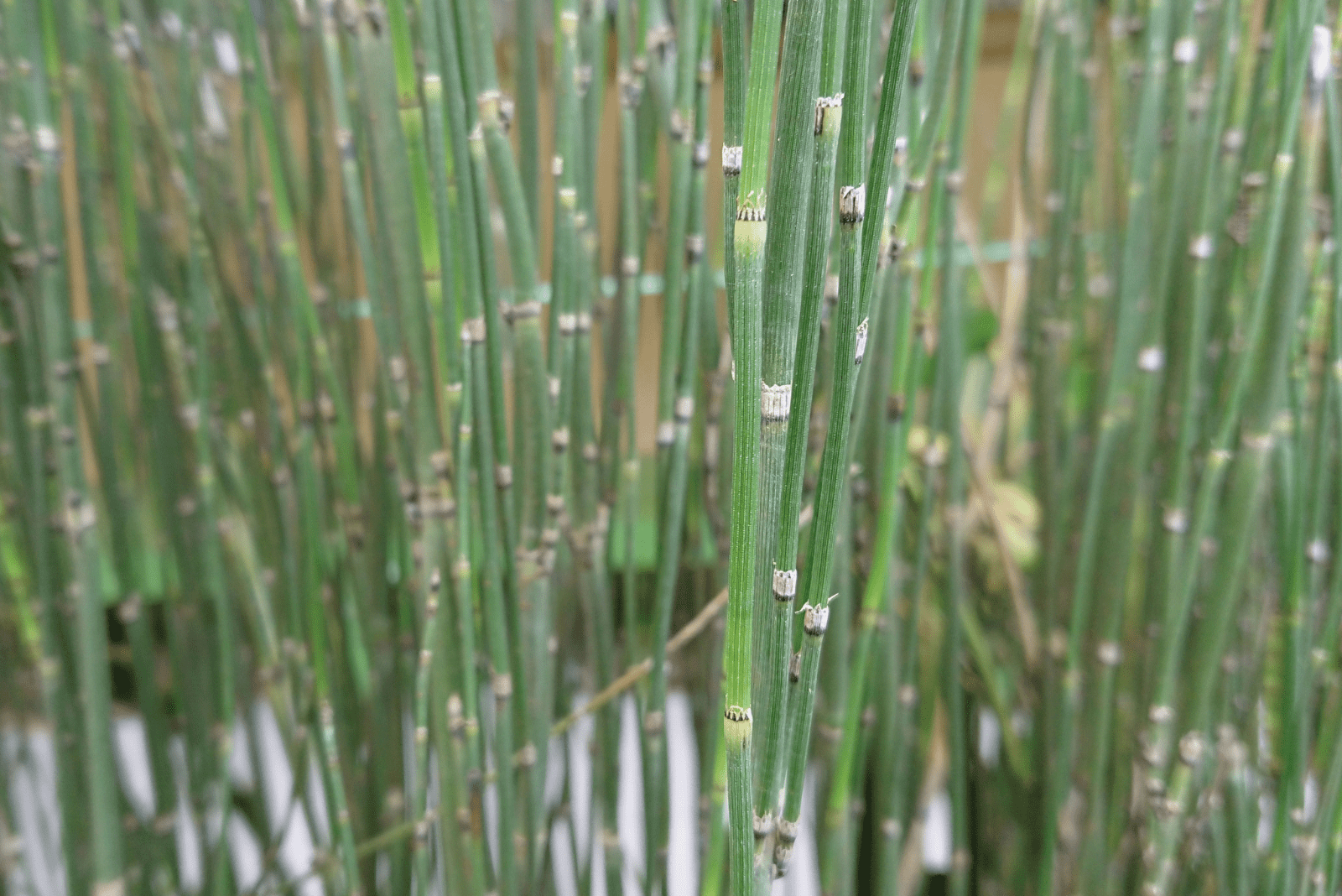 Horsetail Rush