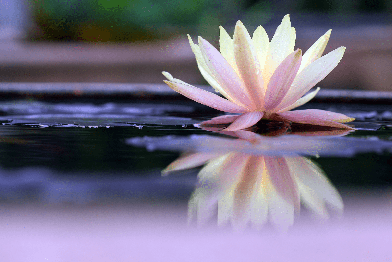 Lotus