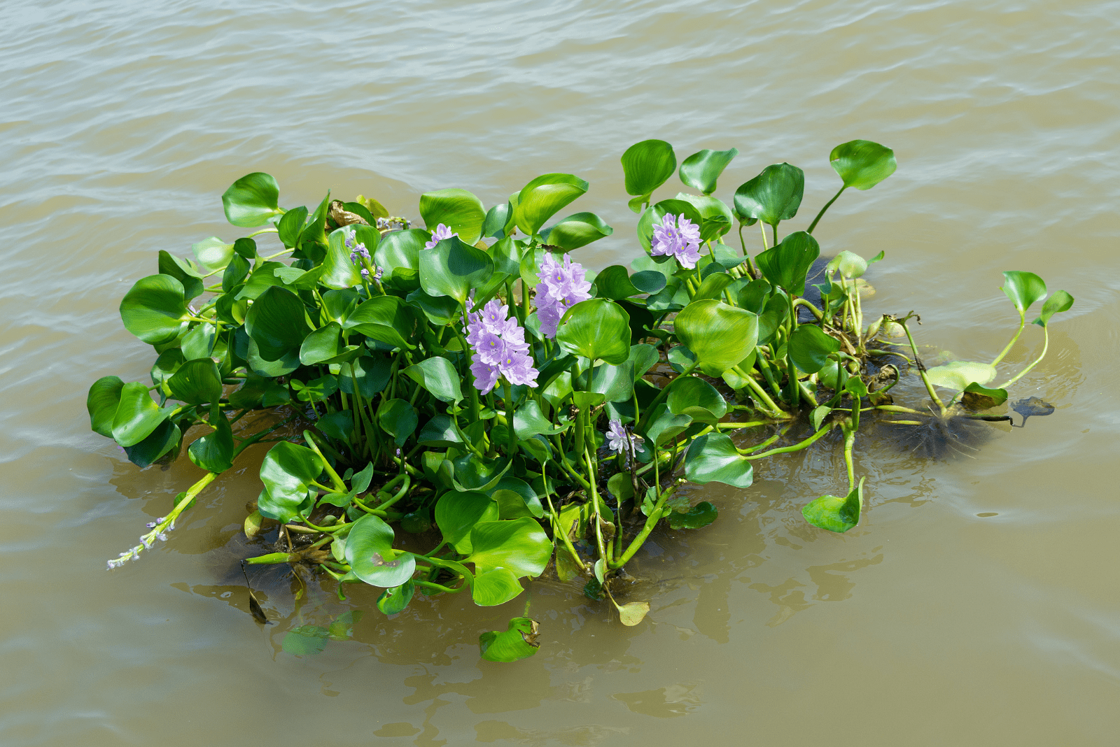 Water Hyacinth