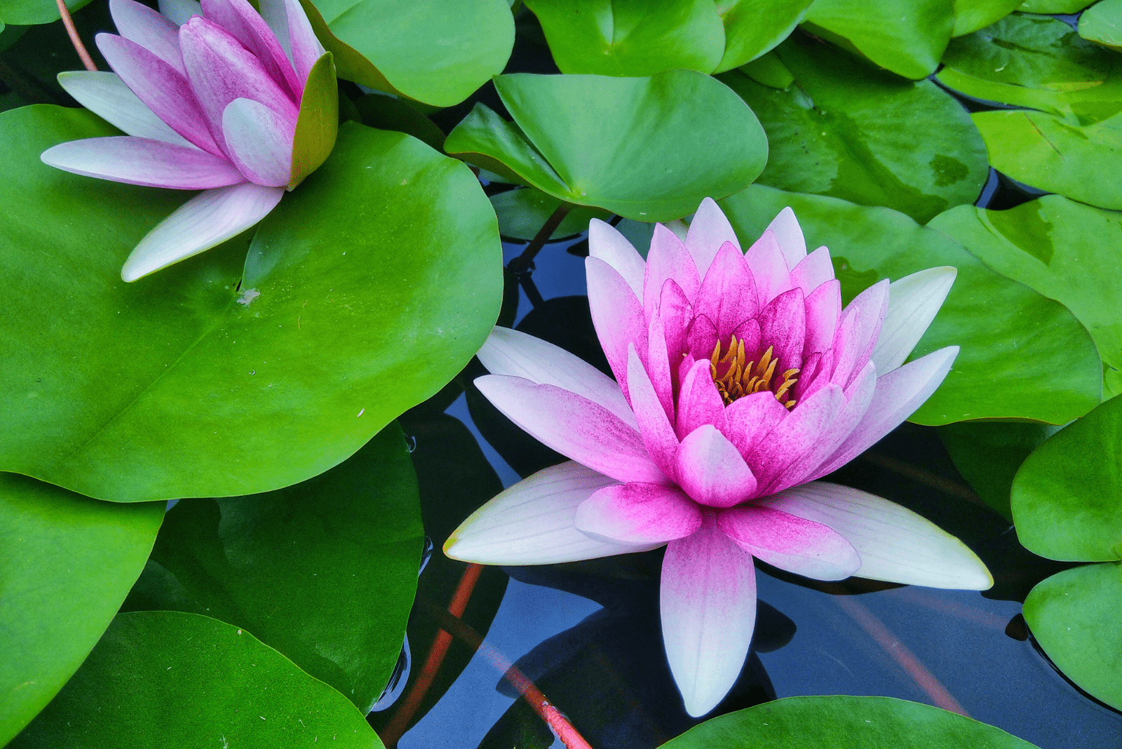 Water Lily