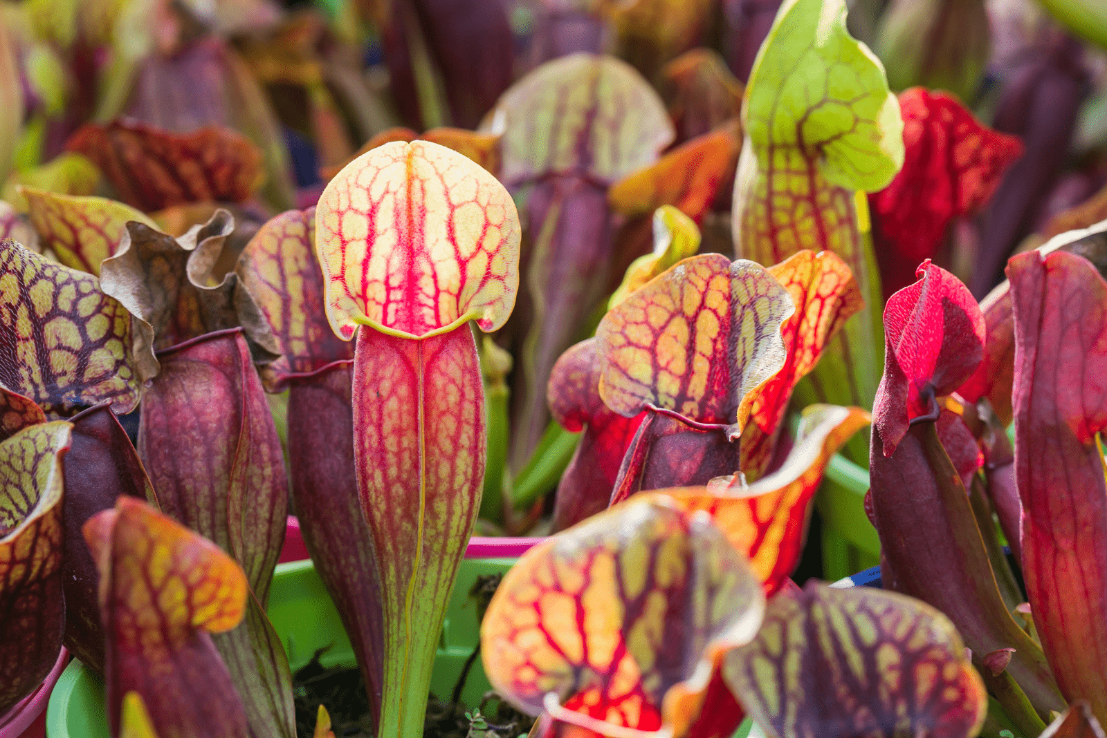 pitcher plants