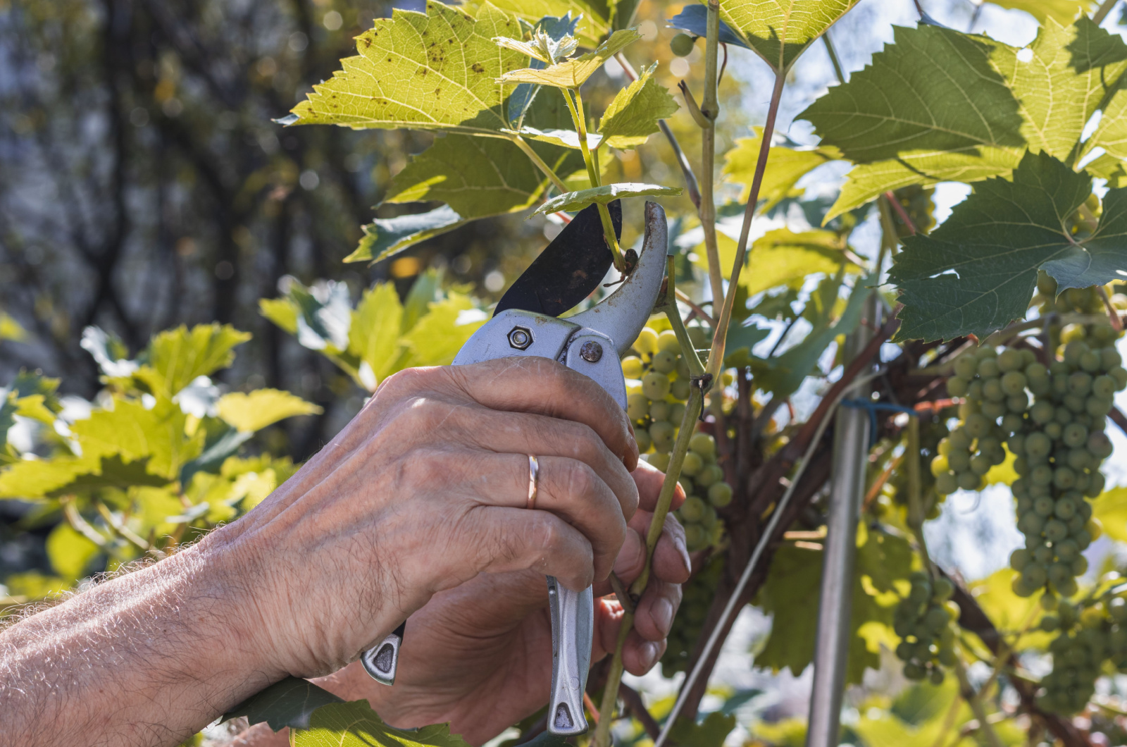 male hands and pruning shears