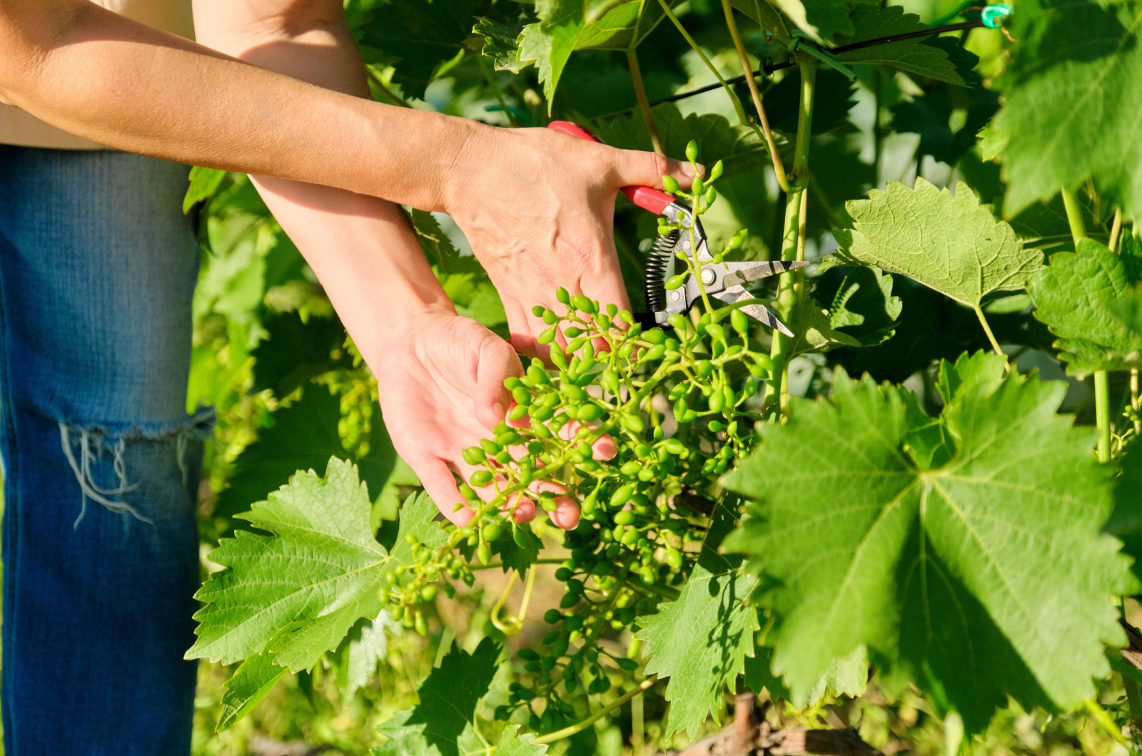 summer pruning of vine bushes