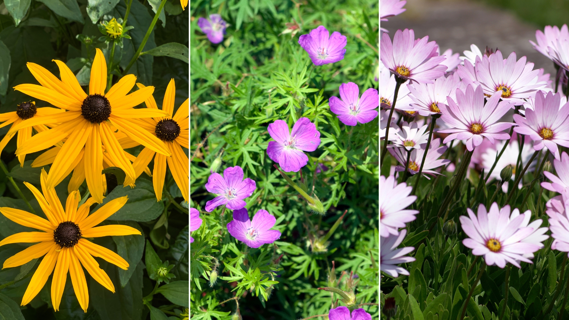 flowers to plant in february