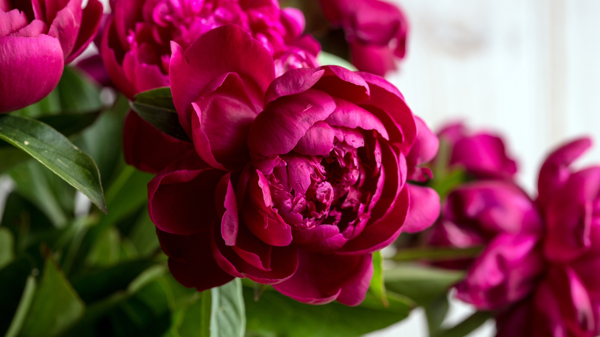 peony flower display