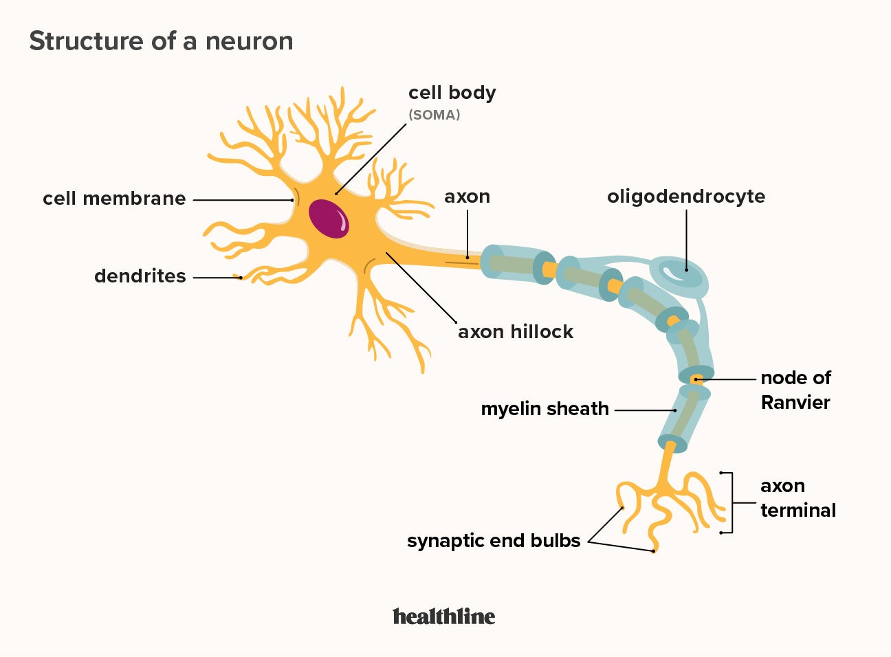 Labelled Diagram Of Motor Neuron Gcse File:neuron1.jpg