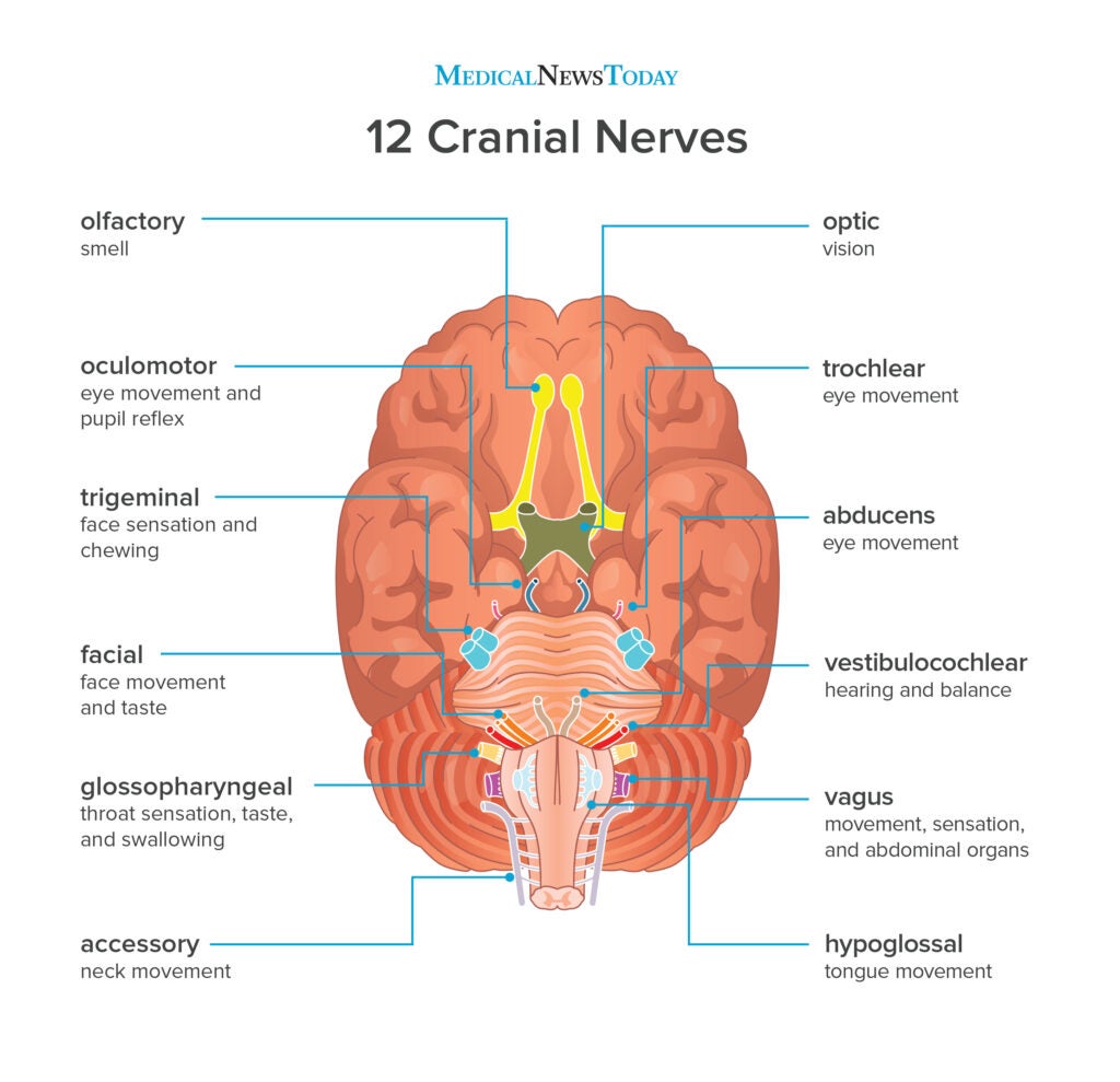 Cranial Nerve Diagram Functions Cranial Nerves Functions Ner