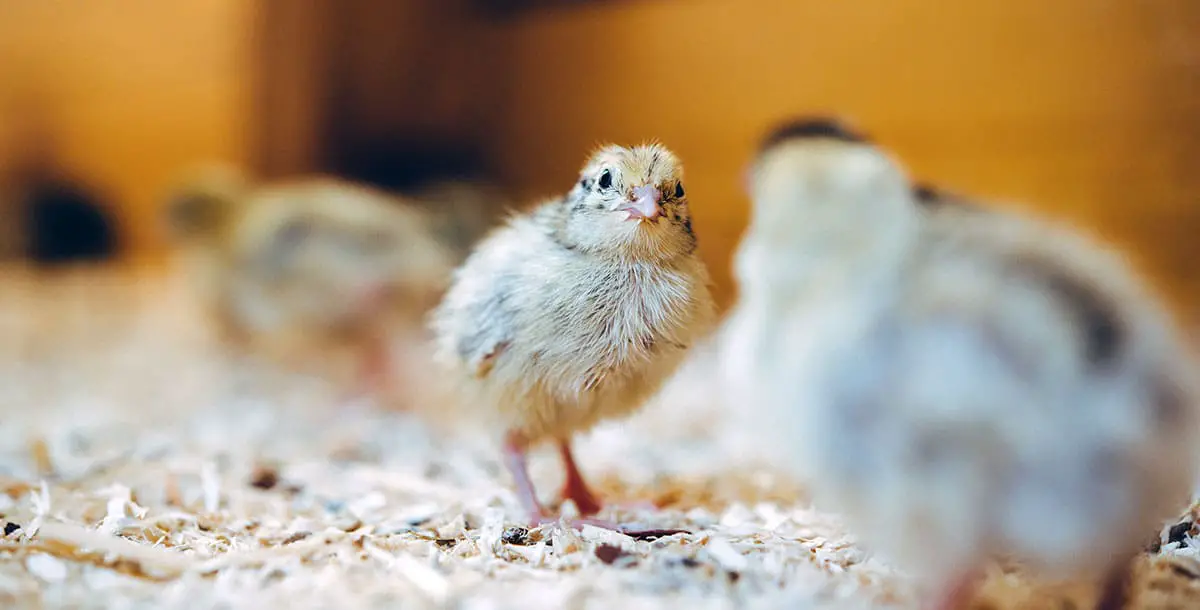 Quail Chick