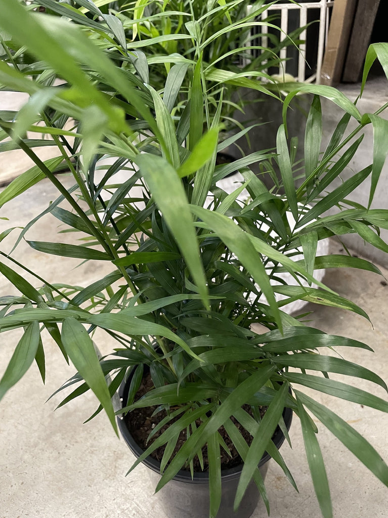 CHAMAEDOREA ELEGANS PARLOUR PALM 17CM – Poyntons Nursery