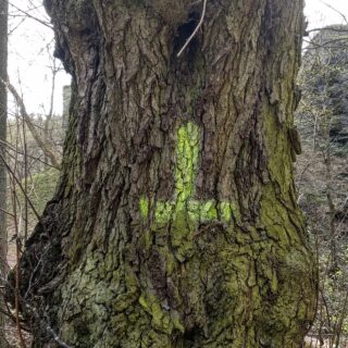 Photo shows tree marked with upside-down cross