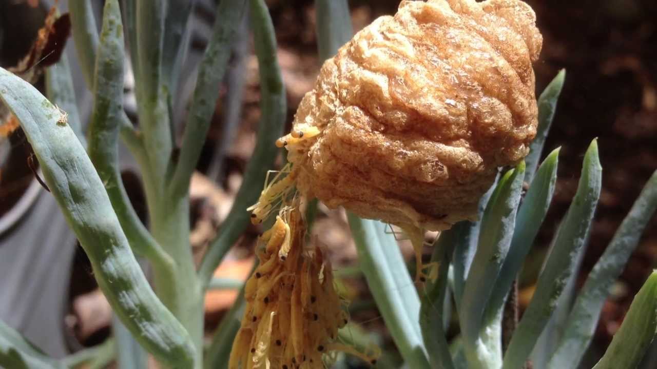 praying mantis egg sack