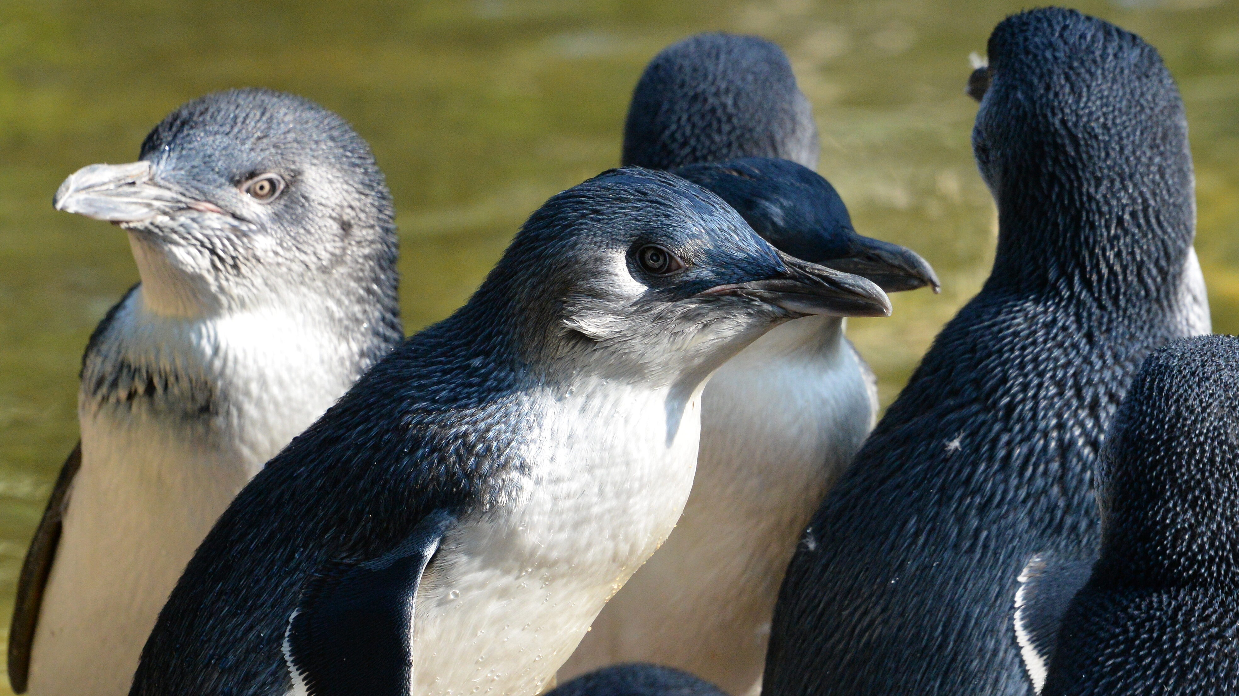 A group of little penguins