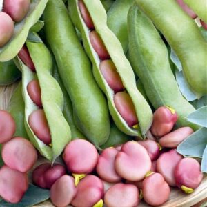 Broad Bean Pink Karmazyn