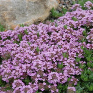 Thyme Purple Creeping new