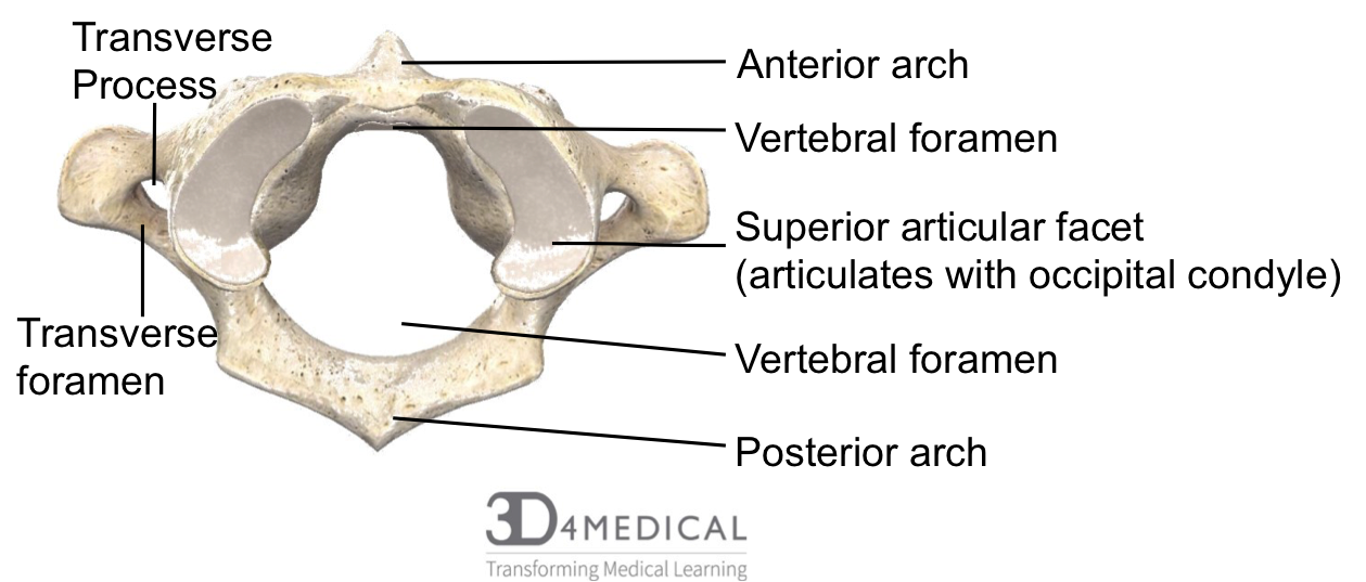 Bones – Advanced Anatomy 2nd. Ed.