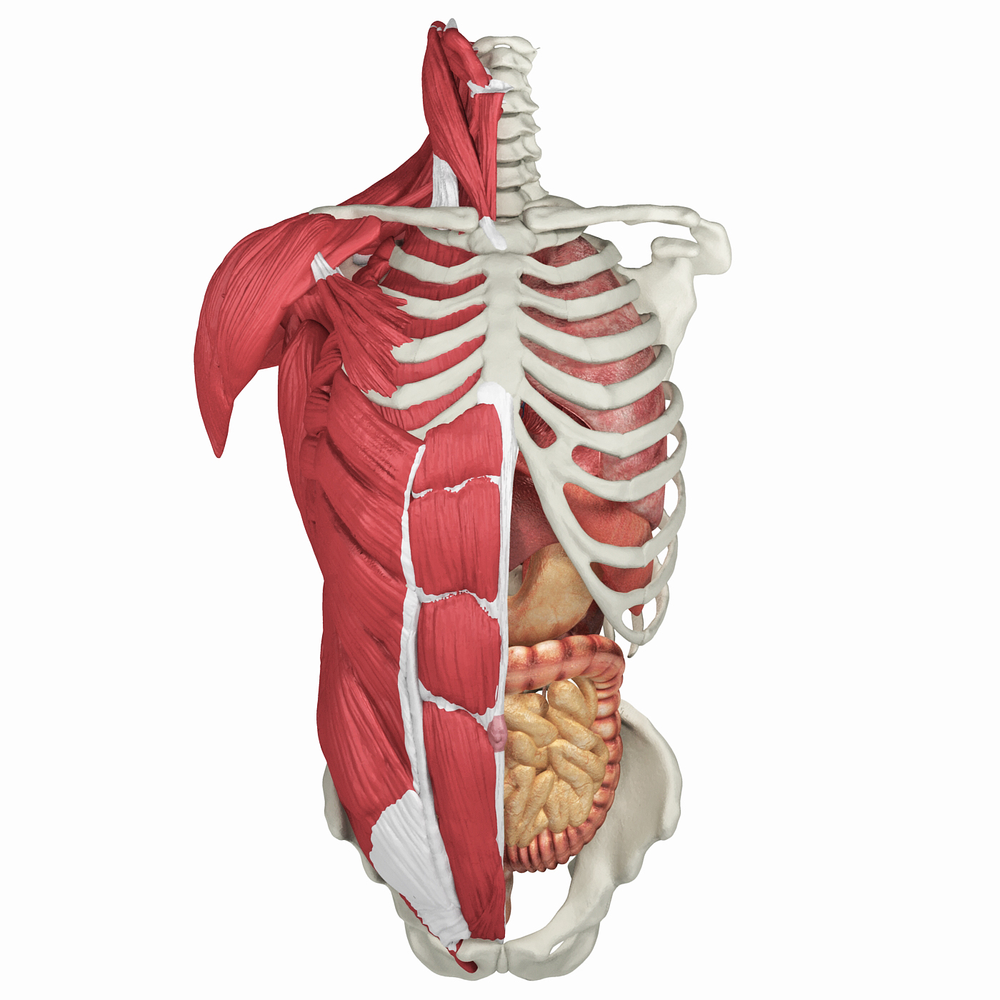 Diagram Of The Human Torso Model Diagram Showing Anatomy Of Human ...