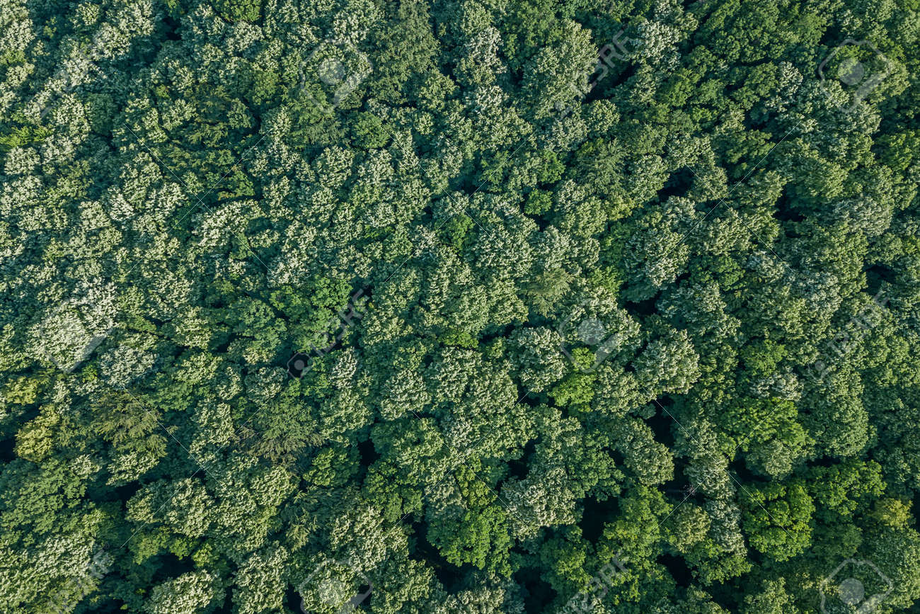 Aerial Top View Forest Forest View From Above Stock Photo Picture And Royalty Free Image Image