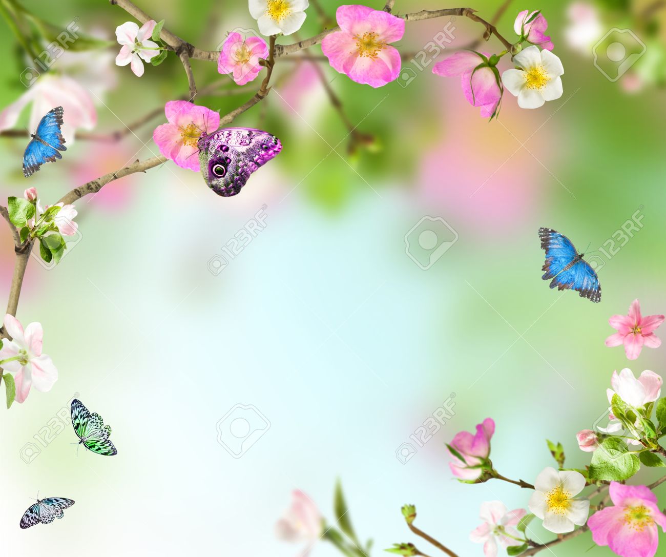 Background Nature From Fllowers With Butterfly Stock Photo, Picture And  Royalty Free Image. Image 22182906.