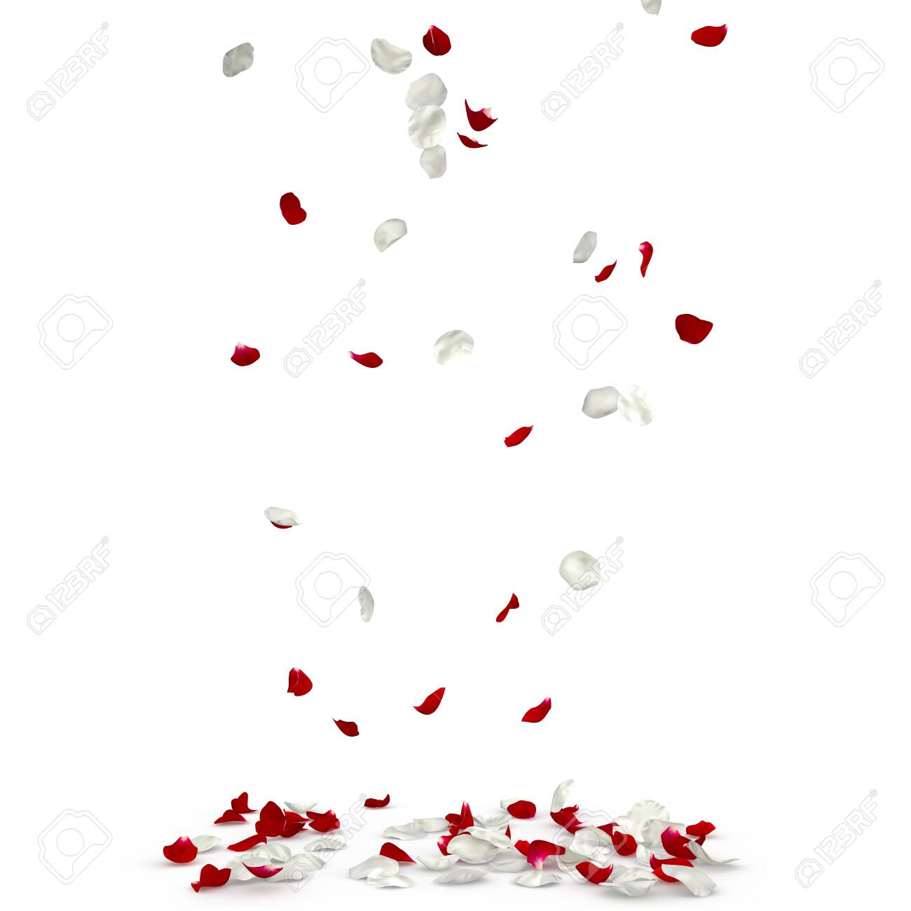 Red And White Rose Petals Fall To The Floor Isolated White Background Stock Photo Picture And Royalty Free Image Image